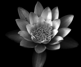 grayscale photography of water lily
